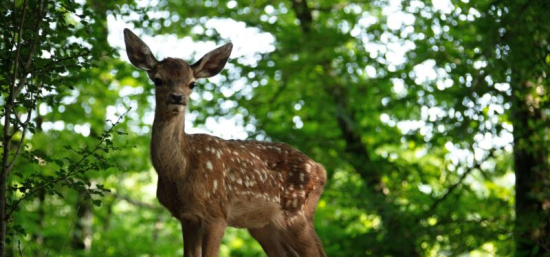 Bambi: Příběh života z lesů