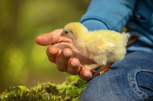 Chick - 6652163 - 1280