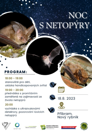 Noc - s - netopyry