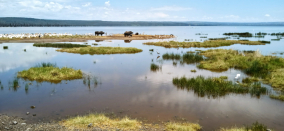 Keňa a jezera hrochů  - obrázek 