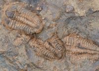 Trilobiti