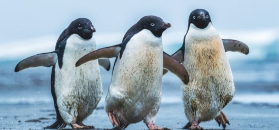 Vědcem v Antarktidě