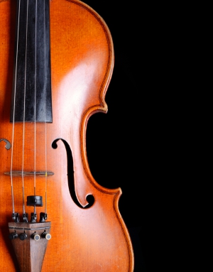 Viola detail
